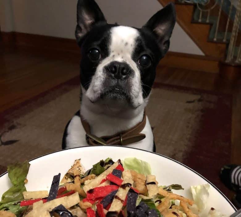 Boston Terrier having a salad snack
