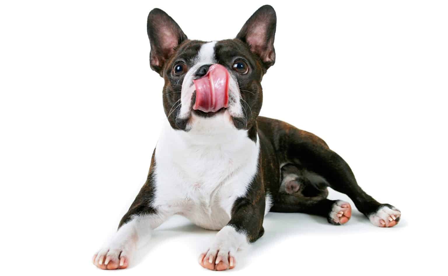 11 Best Dog Foods for Boston Terriers 2023 (Premium & Budget) K9 