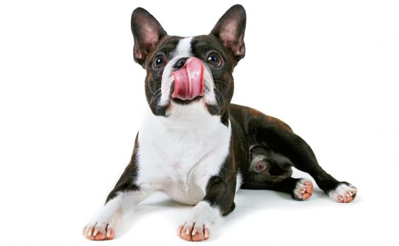 Boston Terrier licking his nose