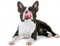 11 of the Best Dog Foods for Your Boston Terrier in 2022