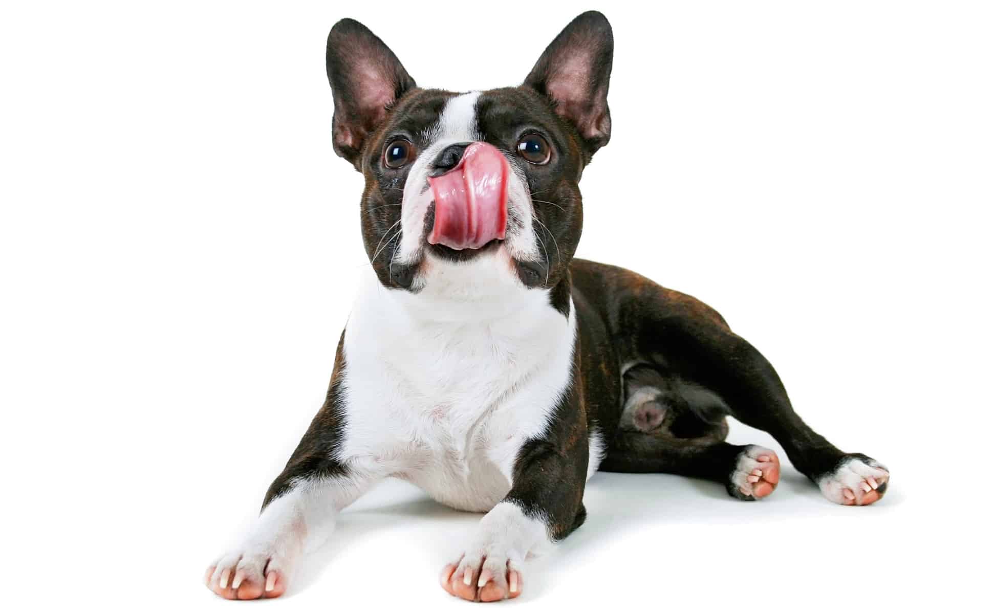 11 of the Best Dog Foods for Your Boston Terrier in 2022
