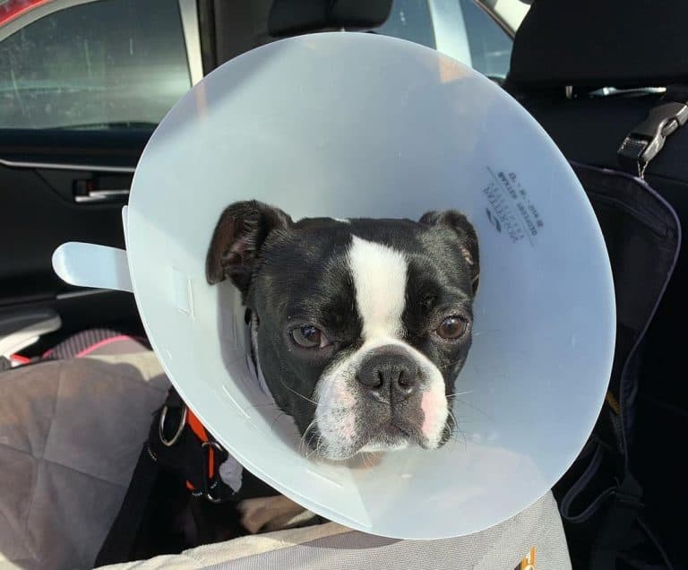 11 Best Dog Foods for Boston Terriers 2023 (Premium & Budget) K9 