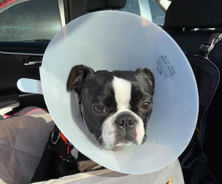 Boston Terrier not happy with his collar cone