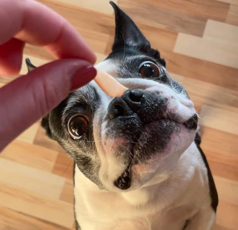 Boston Terrier curious on her treat