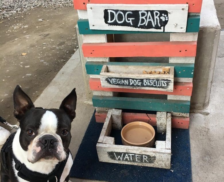 Boston Terrier showcasing his dog bar