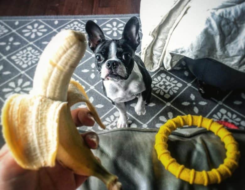 Boston Terrier wants banana