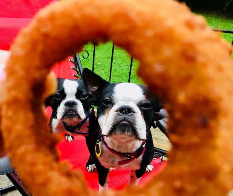 Boston Terriers cant wait for the onion rings