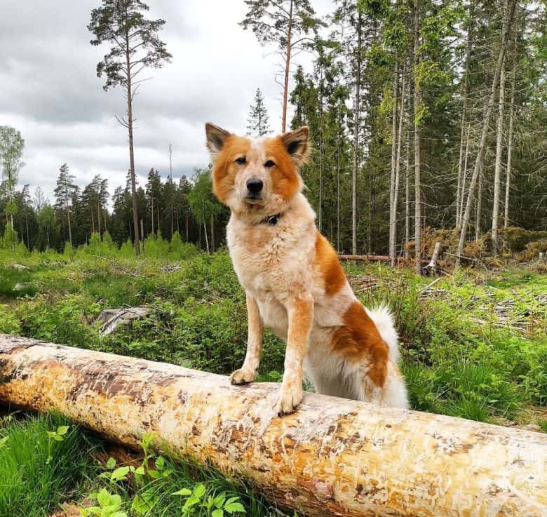 Canaan dog in the woods