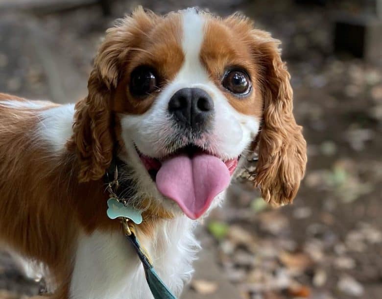 Tongue's out Cavalier King Charles Spaniel dog