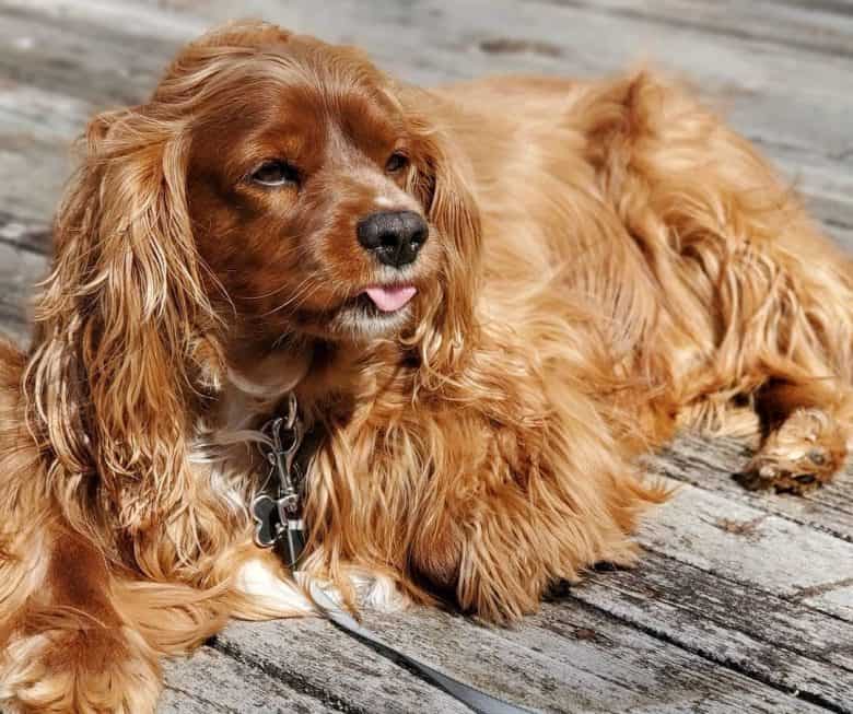 Cavalier King Charles Spaniel tongue's out