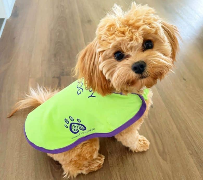 Cavoodle working as therapy dog