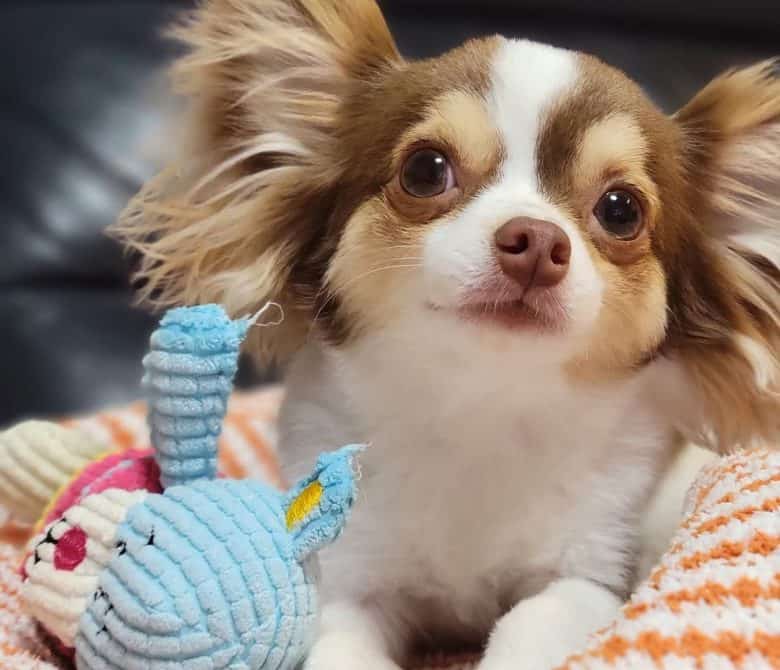Chihuahua lying on the bed