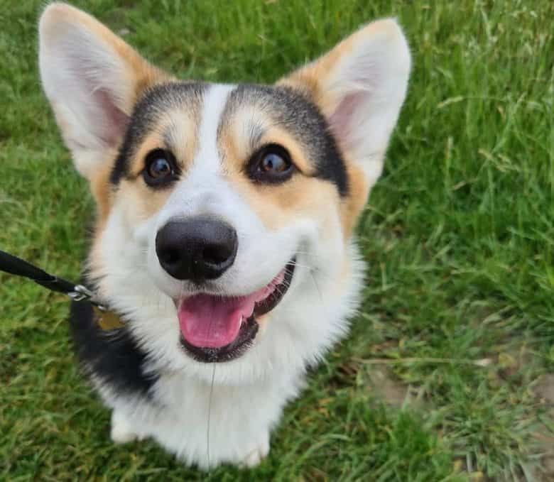 Corgi dog close-up portrait