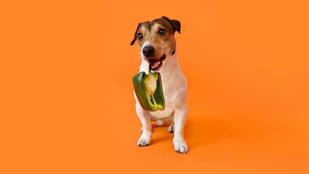 Cute dog eating a bell pepper
