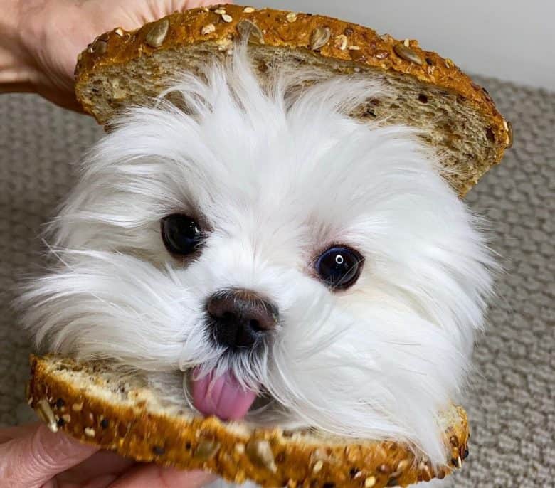 Cute Maltese dog being sandwich with bread