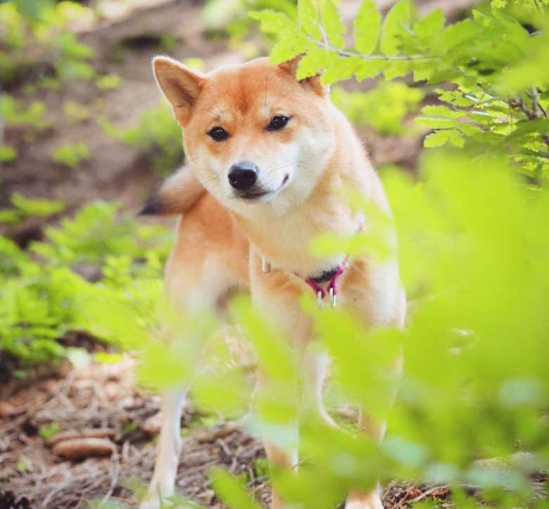 Cute Shiba Inu portrait