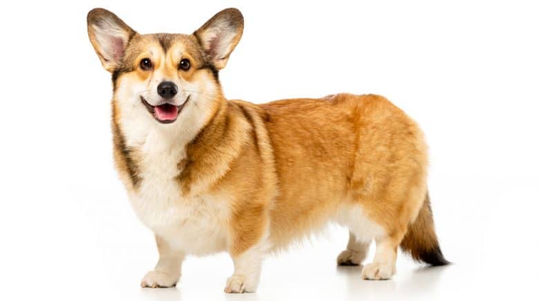 Cute Welsh Corgi Pembroke dog