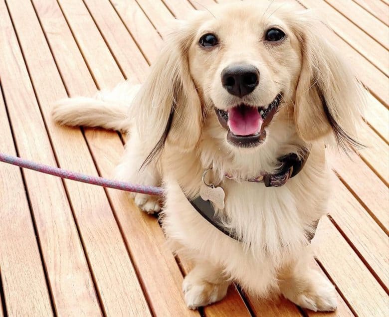 Dachshund chilling on the deck