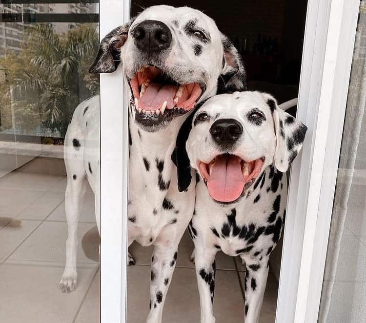 Dalmatians excited to their owner arrival