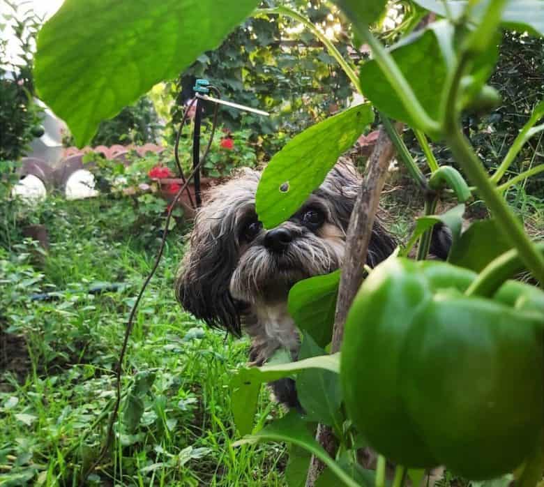 Dog hiding behind the bell pepper plant