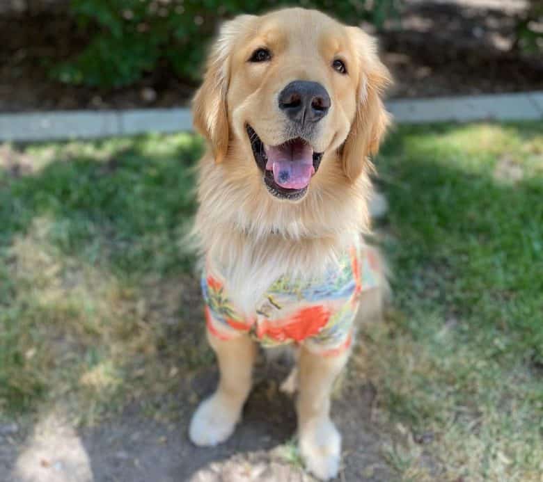 Dog wearing a Hawaiian shirt