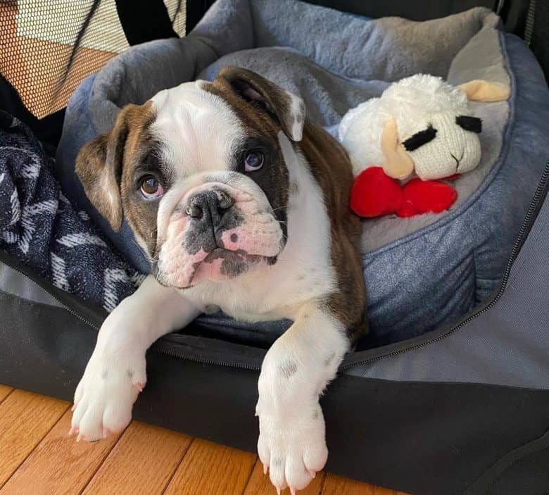 English Bulldog chilling on his bed