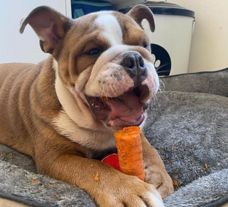English Bulldog eating a carrot
