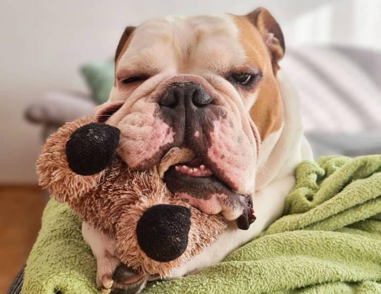 English Bulldog hugging his toy