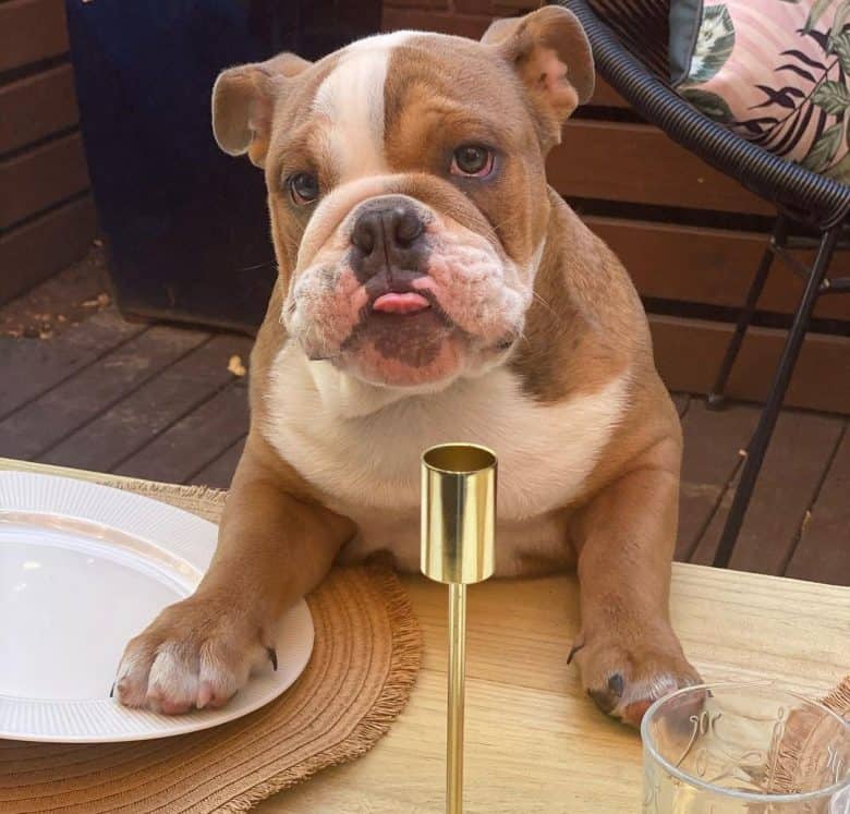 English Bulldog puppy asking for food on the table
