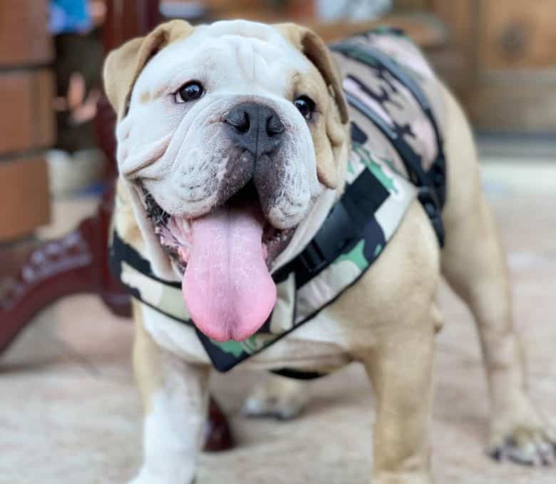 English Bulldog ready for a day out