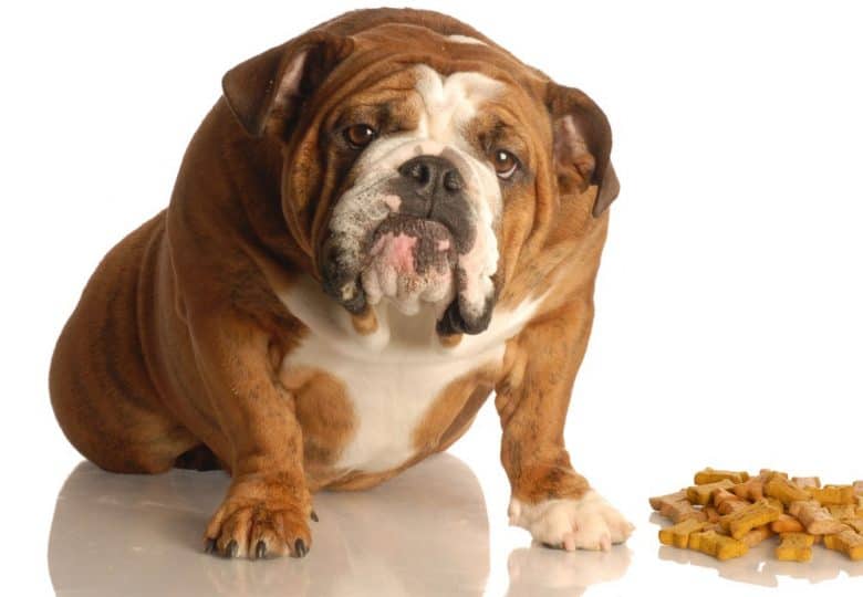 English Bulldog sitting beside pile of bone foods