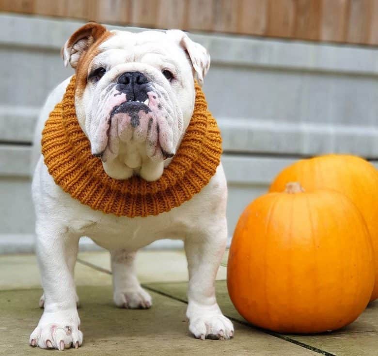 English Bulldog standing beside the pumpkins