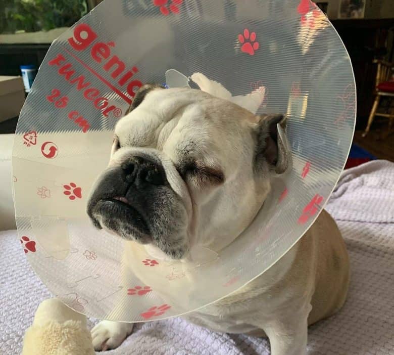 English Bulldog wearing a cone collar