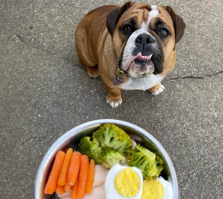 12 Best Dog Foods for English Bulldogs 2023 (Premium & Budget) - K9 Web