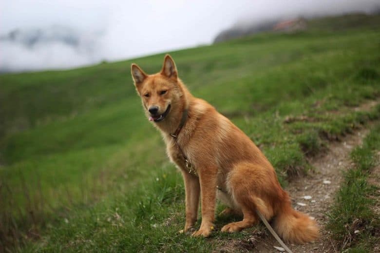 Finnish Spitz sitting on the valley
