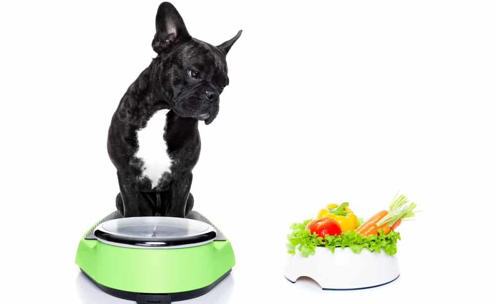 French Bulldog on a weight scale with healthy vegan food