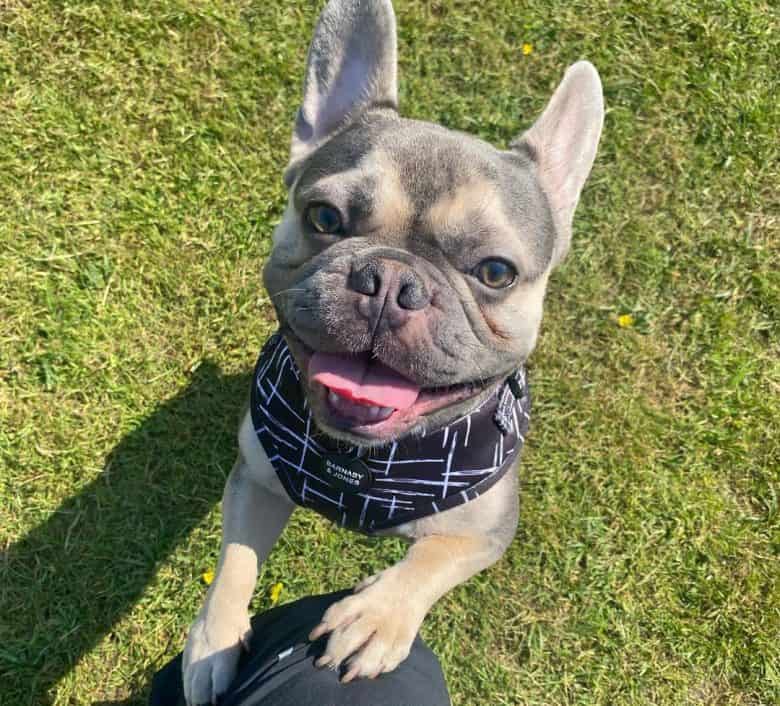 French Bulldog playing with the owner