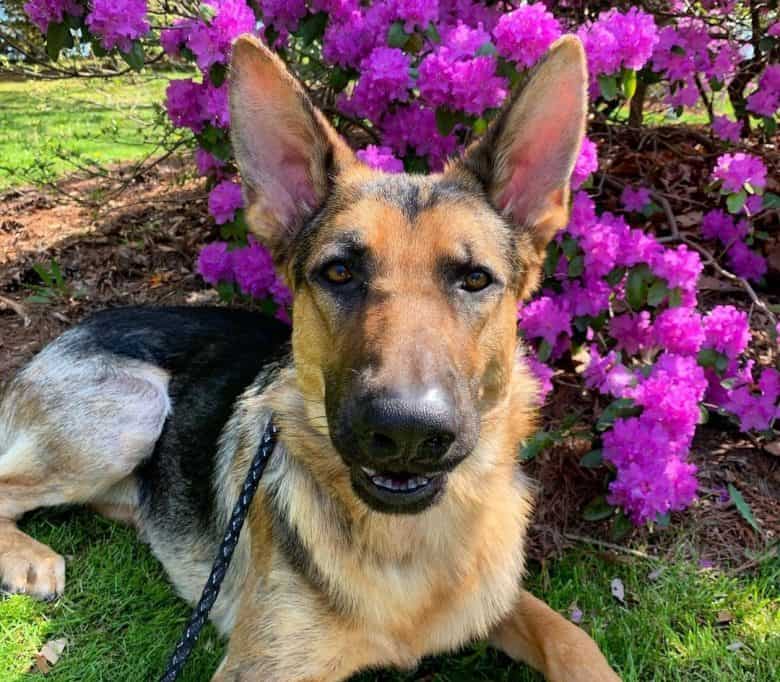 German Shepherd resting near the bougainvillea flower
