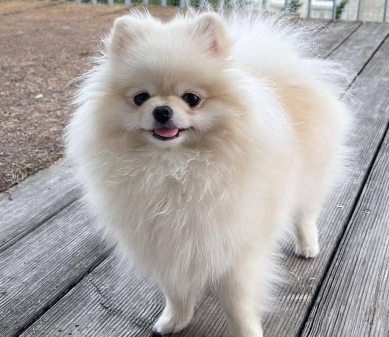 A girly look of Pomeranian dog