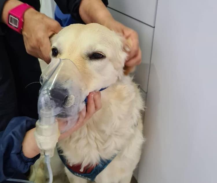 Golden Retriever avere una terapia respiratoria