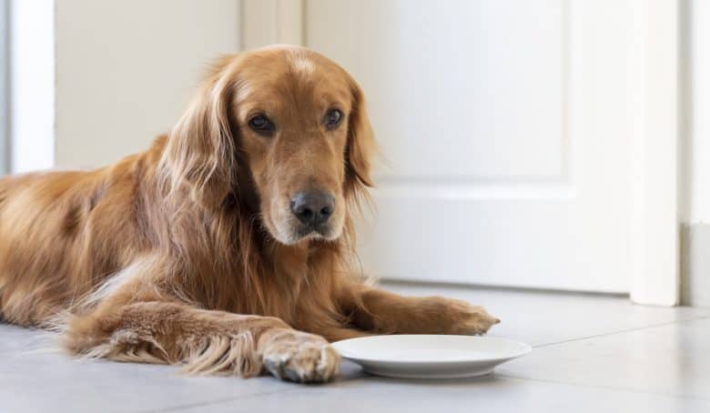 Golden Retriever lying on the floor with empty plate