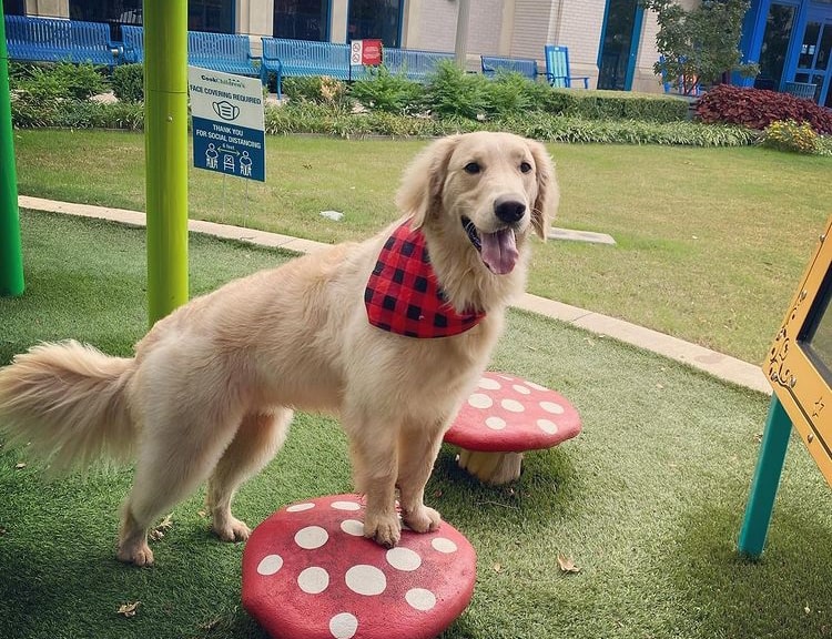 Golden Retriever with a poodle like haircut