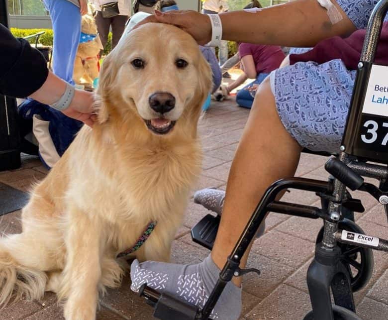 Golden Retriever working as therapy dog