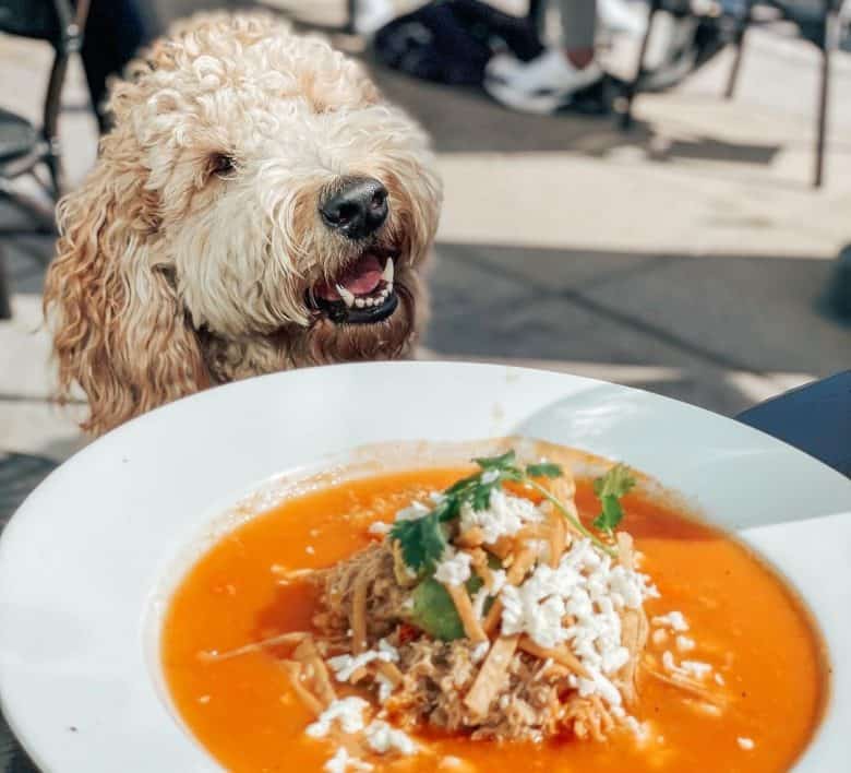 Goldendoodle excited for the yummy soup