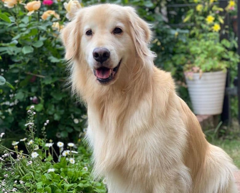 Gorgeous Golden Retriever dog portrait