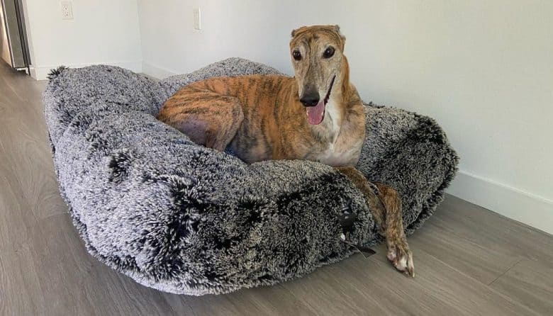 Greyhound laying on his comfy bed