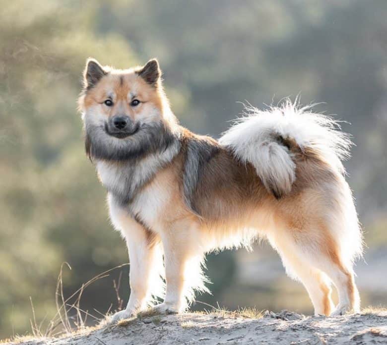 Handsome Icelandic Sheepdog portrait
