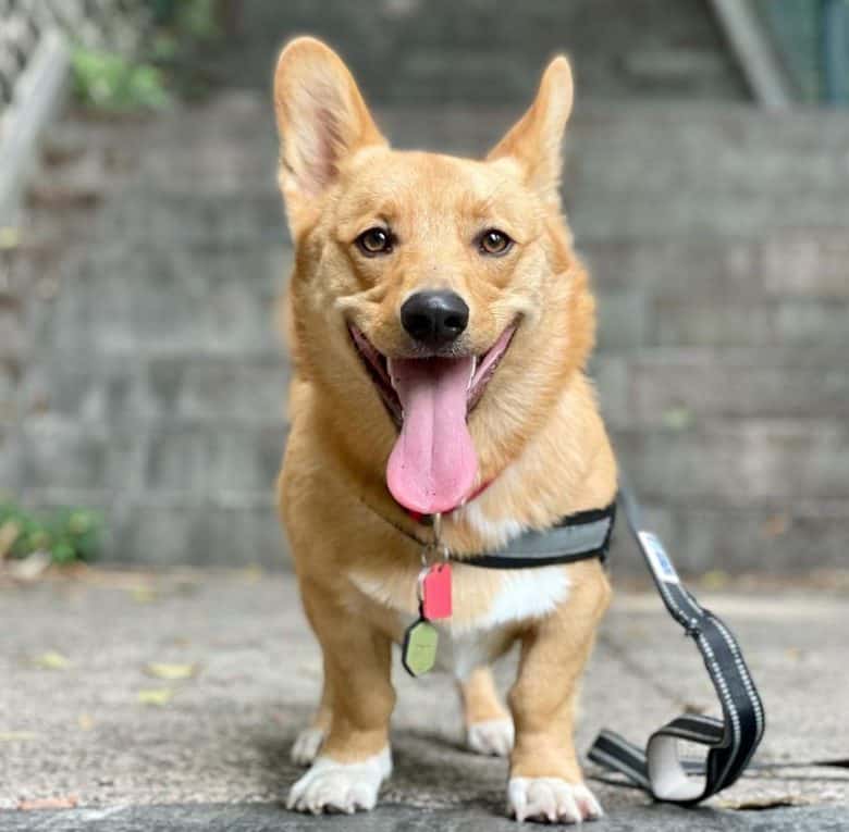 Happy portrait of a Pembroke Welsh Corgi dog