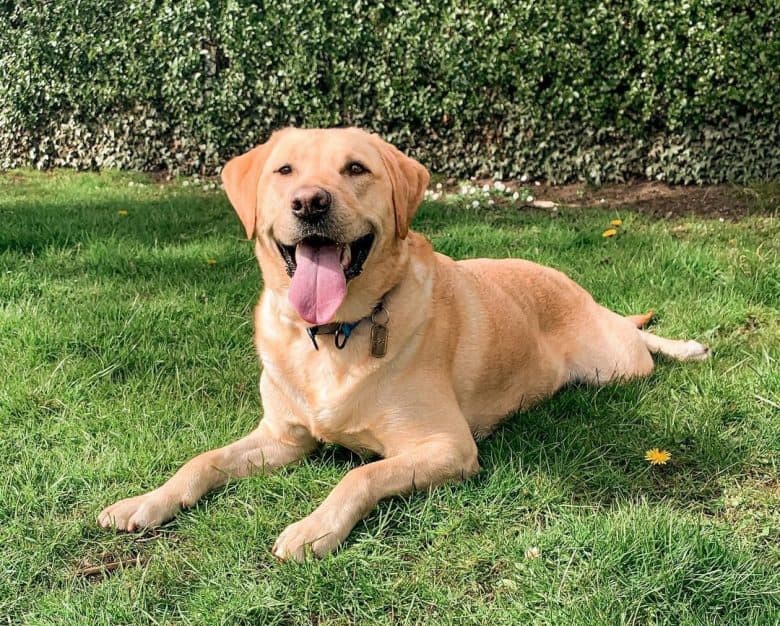 Happy Yellow Labrador Retriever laying on the backyard