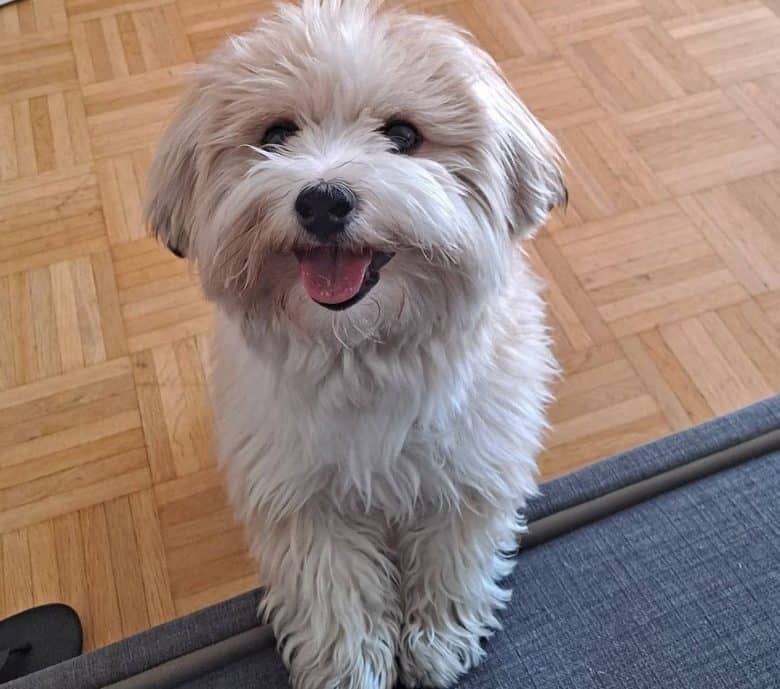 Havanese dog waiting for snacks